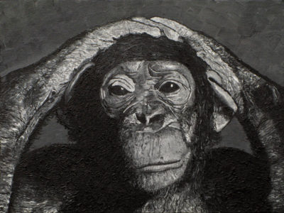 Chimpanzee